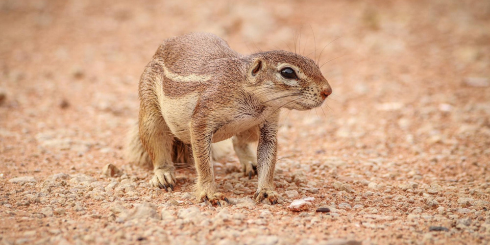 South African City South African City